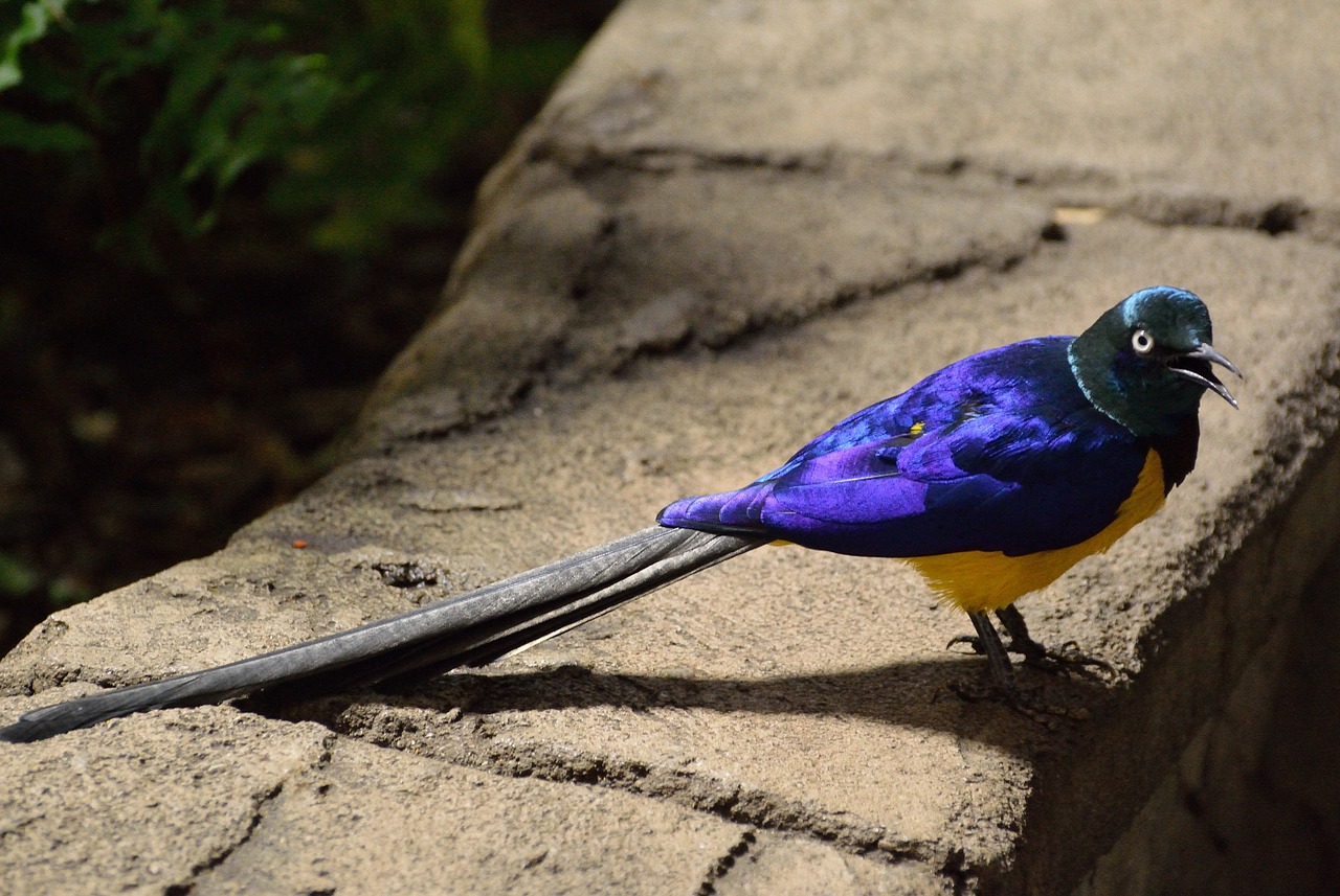 een vogel met een long tail